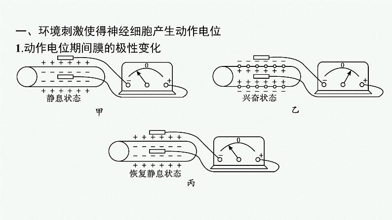 第二章第二节　神经冲动的产生和传导课件—2021-2022学年【新教材】浙科版（2019）高中生物选择性必修1第5页