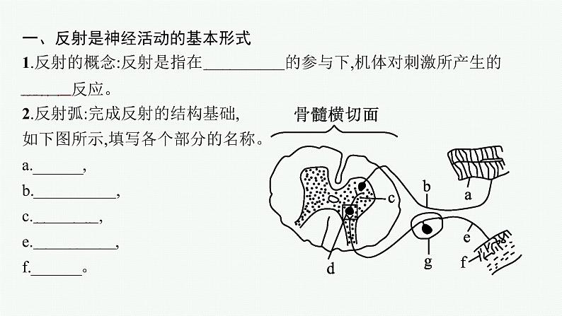 第二章第三节　人体通过神经调节对刺激做出反应课件—【新教材】浙科版（2019）高中生物选择性必修105