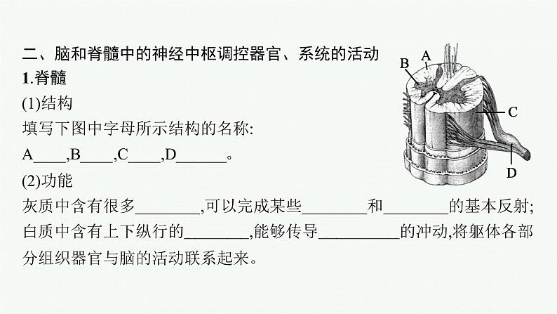 第二章第三节　人体通过神经调节对刺激做出反应课件—【新教材】浙科版（2019）高中生物选择性必修106