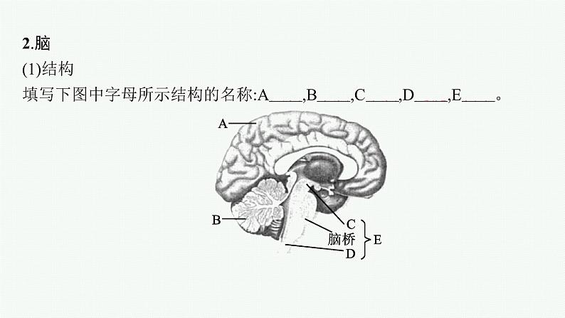 第二章第三节　人体通过神经调节对刺激做出反应课件—【新教材】浙科版（2019）高中生物选择性必修107