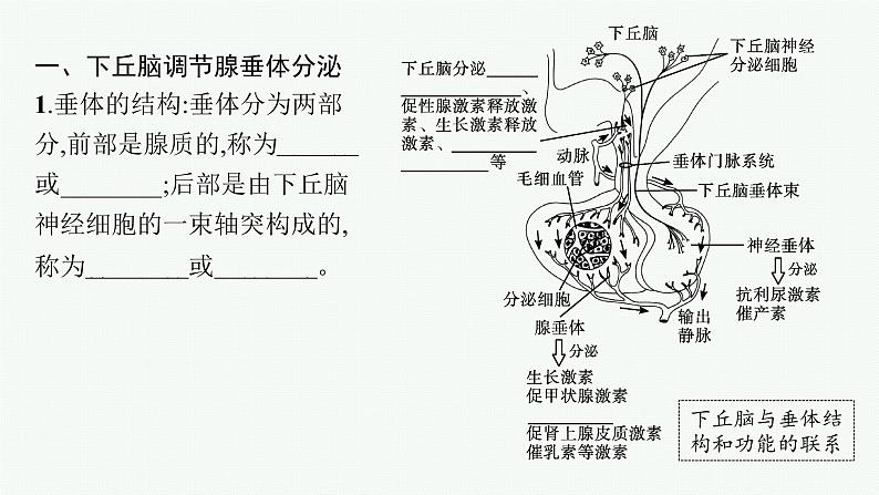 第三章第二节　神经系统通过下丘脑控制内分泌系统课件—2021-2022学年【新教材】浙科版（2019）高中生物选择性必修1第5页