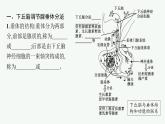 第三章第二节　神经系统通过下丘脑控制内分泌系统课件—2021-2022学年【新教材】浙科版（2019）高中生物选择性必修1