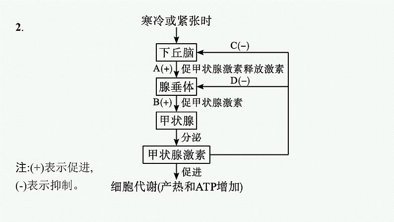 第三章第二节　神经系统通过下丘脑控制内分泌系统课件—2021-2022学年【新教材】浙科版（2019）高中生物选择性必修1第6页