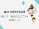 第6章 探究实践　观察根尖分生区组织细胞的有丝分裂 课件【新教材】人教版（2019）高一生物必修一