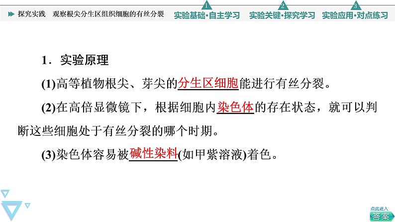 第6章 探究实践　观察根尖分生区组织细胞的有丝分裂 课件【新教材】人教版（2019）高一生物必修一03