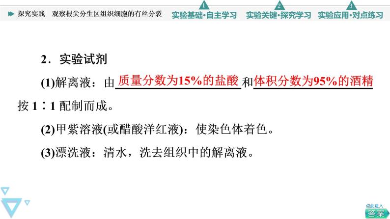 第6章 探究实践　观察根尖分生区组织细胞的有丝分裂 课件【新教材】人教版（2019）高一生物必修一04