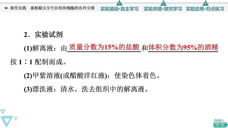 第6章 探究实践　观察根尖分生区组织细胞的有丝分裂 课件【新教材】人教版（2019）高一生物必修一04