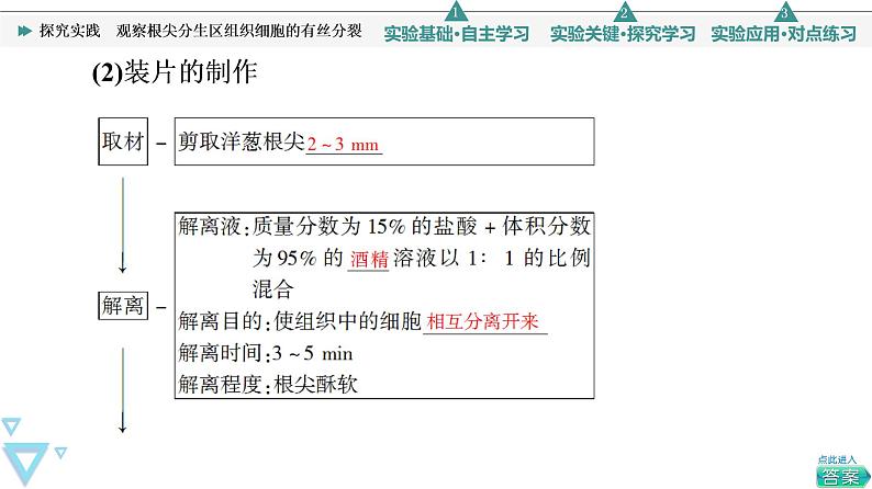 第6章 探究实践　观察根尖分生区组织细胞的有丝分裂 课件【新教材】人教版（2019）高一生物必修一06