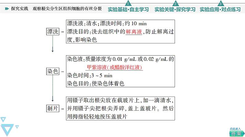 第6章 探究实践　观察根尖分生区组织细胞的有丝分裂 课件【新教材】人教版（2019）高一生物必修一07