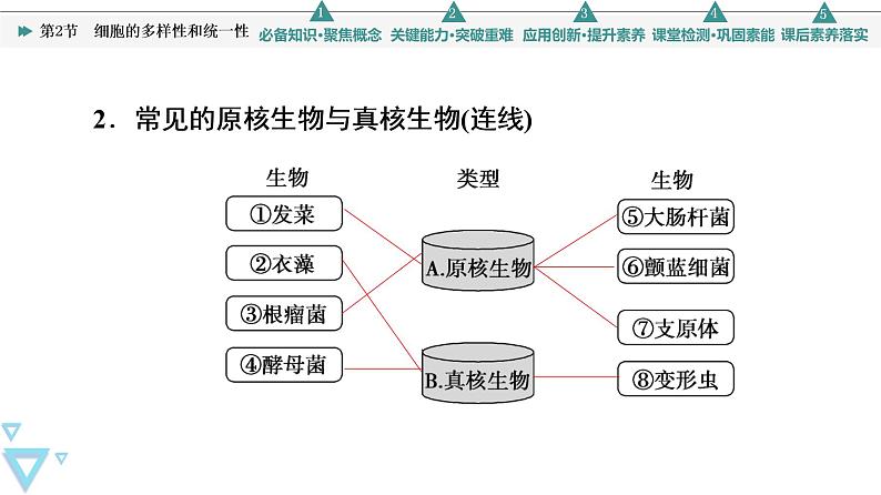 第1章 第2节　细胞的多样性和统一性 课件【新教材】人教版（2019）高一生物必修一08