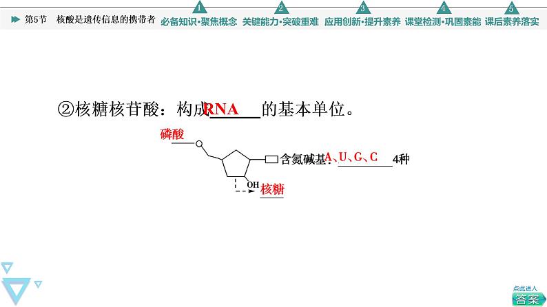 第2章 第5节　核酸是遗传信息的携带者 课件【新教材】人教版（2019）高一生物必修一07