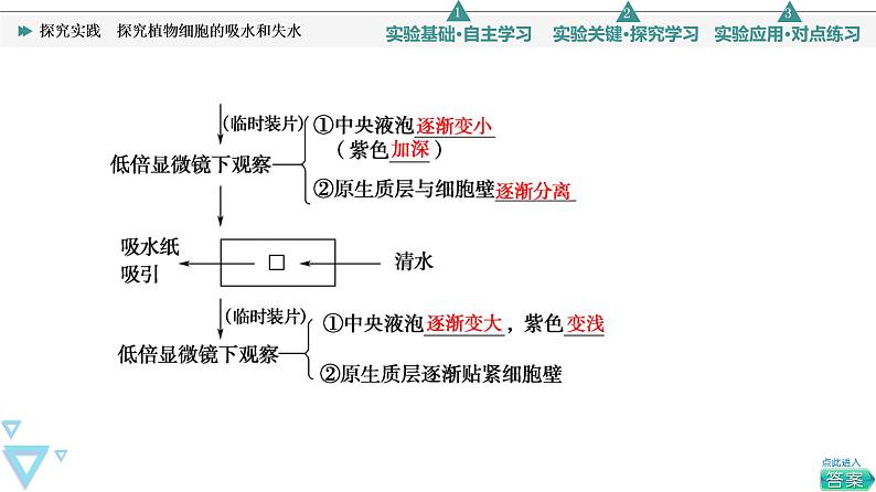 第4章 探究实践　探究植物细胞的吸水和失水 课件【新教材】人教版（2019）高一生物必修一第6页