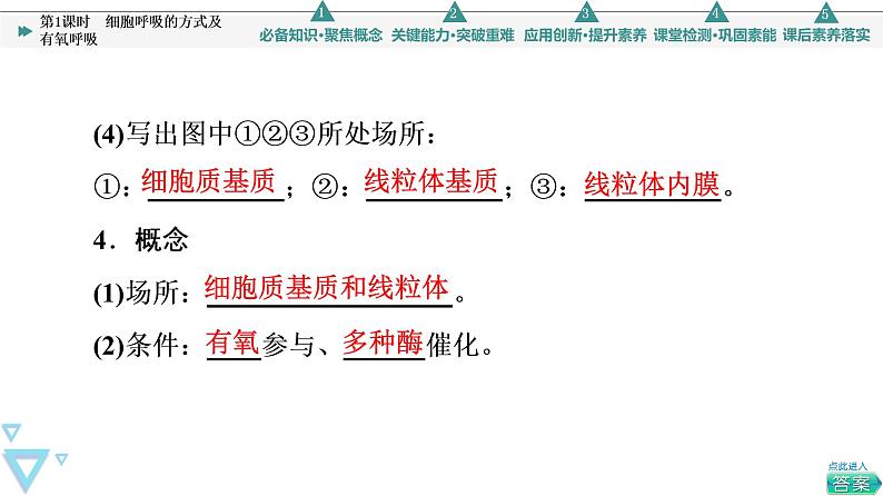 第5章 第3节 第1课时　细胞呼吸的方式及有氧呼吸 课件【新教材】人教版（2019）高一生物必修一08