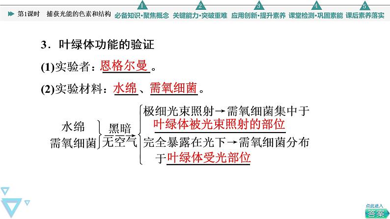 第5章 第4节 第1课时　捕获光能的色素和结构 课件【新教材】人教版（2019）高一生物必修一07