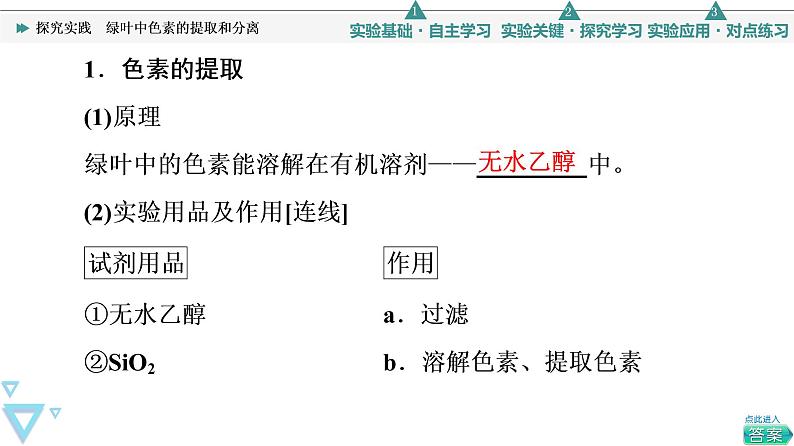 第5章 探究实践　绿叶中色素的提取和分离 课件【新教材】人教版（2019）高一生物必修一03