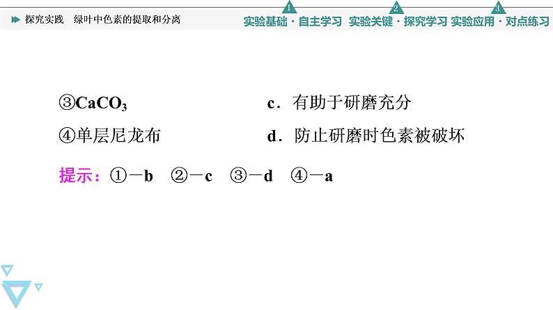 第5章 探究实践　绿叶中色素的提取和分离 课件【新教材】人教版（2019）高一生物必修一04