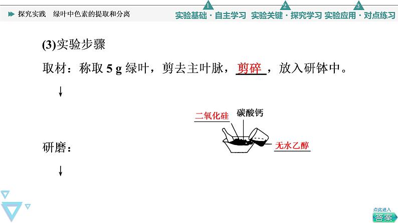 第5章 探究实践　绿叶中色素的提取和分离 课件【新教材】人教版（2019）高一生物必修一05