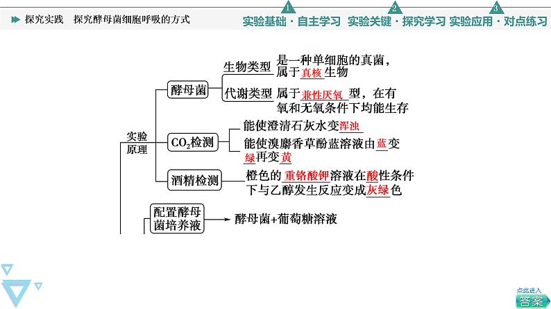 第5章 探究实践　探究酵母菌细胞呼吸的方式 课件【新教材】人教版（2019）高一生物必修一03