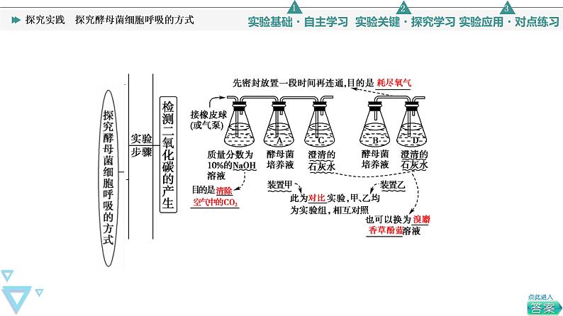 第5章 探究实践　探究酵母菌细胞呼吸的方式 课件【新教材】人教版（2019）高一生物必修一04