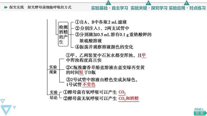 第5章 探究实践　探究酵母菌细胞呼吸的方式 课件【新教材】人教版（2019）高一生物必修一05