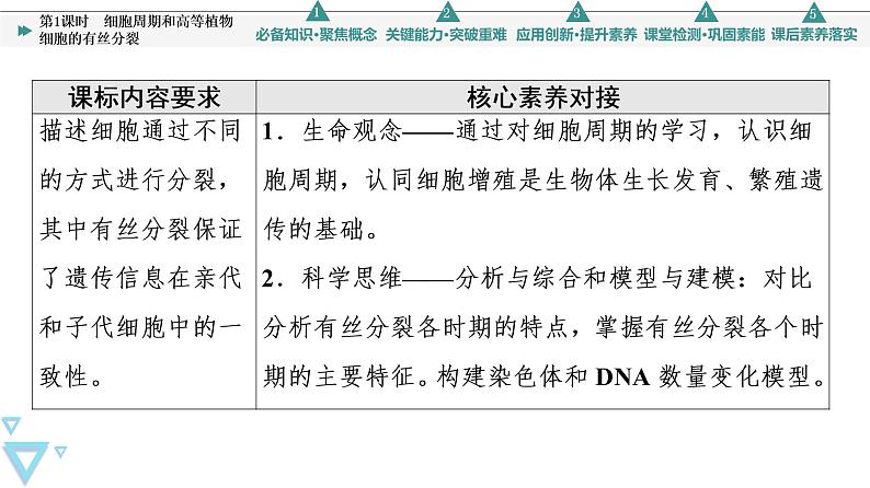 第6章 第1节 第1课时　细胞周期和高等植物细胞的有丝分裂 课件【新教材】人教版（2019）高一生物必修一02