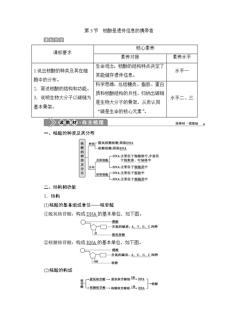 第2章第5节　核酸是遗传信息的携带者--（新教材）2021年人教版（2019）高中生物必修1同步学案01