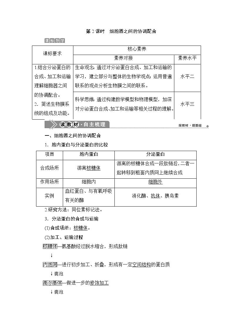 第3章第2节　第2课时　细胞器之间的协调配合--（新教材）2021年人教版（2019）高中生物必修1同步学案01