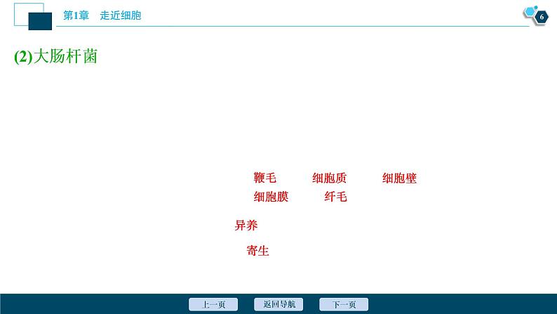 第1章第2节　细胞的多样性和统一性--（新教材）2021年人教版（2019）高中生物必修1课件07