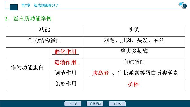 第2章第4节　蛋白质是生命活动的主要承担者--（新教材）2021年人教版（2019）高中生物必修1课件05