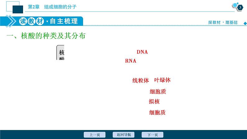 第2章第5节　核酸是遗传信息的携带者--（新教材）2021年人教版（2019）高中生物必修1课件第4页