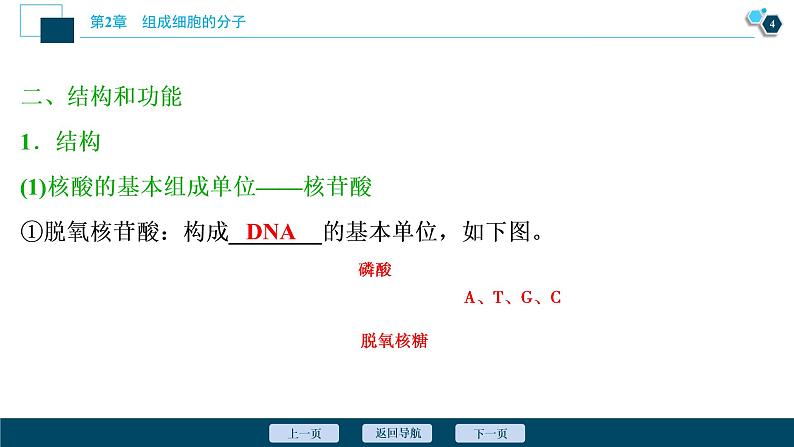 第2章第5节　核酸是遗传信息的携带者--（新教材）2021年人教版（2019）高中生物必修1课件第5页