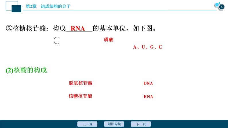 第2章第5节　核酸是遗传信息的携带者--（新教材）2021年人教版（2019）高中生物必修1课件06