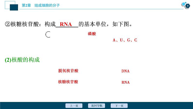 第2章第5节　核酸是遗传信息的携带者--（新教材）2021年人教版（2019）高中生物必修1课件第6页