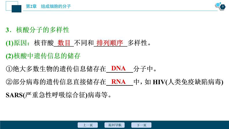 第2章第5节　核酸是遗传信息的携带者--（新教材）2021年人教版（2019）高中生物必修1课件第8页