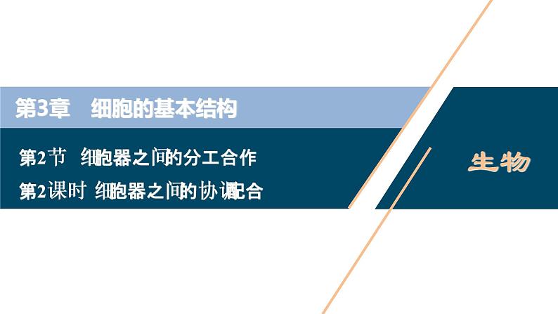 第3章第2节　第2课时　细胞器之间的协调配合--（新教材）2021年人教版（2019）高中生物必修1课件第1页