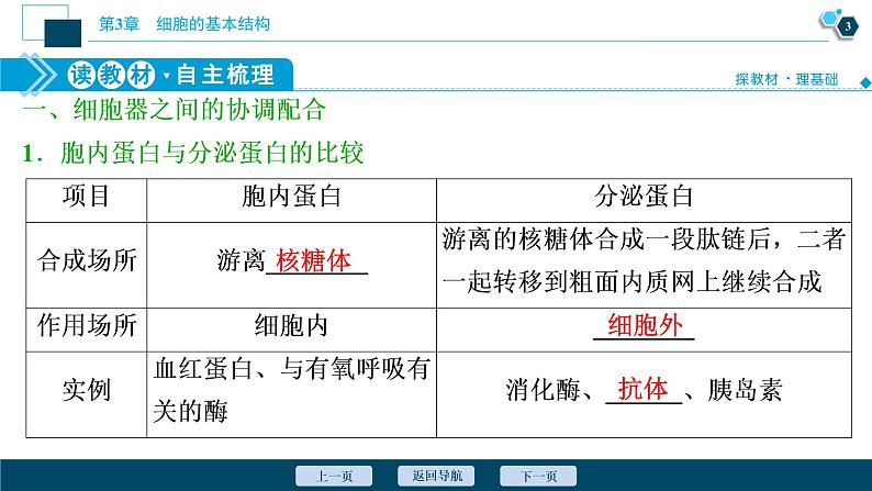 第3章第2节　第2课时　细胞器之间的协调配合--（新教材）2021年人教版（2019）高中生物必修1课件第4页