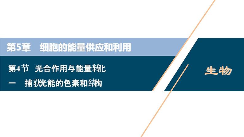 第5章第4节　一　捕获光能的色素和结构--（新教材）2021年人教版（2019）高中生物必修1课件01