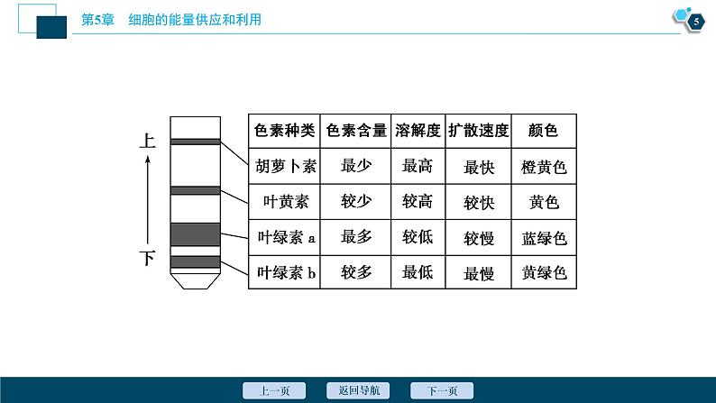 第5章第4节　一　捕获光能的色素和结构--（新教材）2021年人教版（2019）高中生物必修1课件06