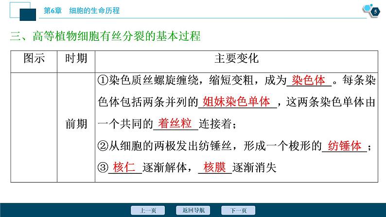 第6章第1节　第1课时　细胞周期和高等植物细胞的有丝分裂--（新教材）2021年人教版（2019）高中生物必修1课件06