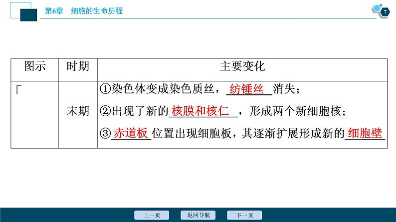 第6章第1节　第1课时　细胞周期和高等植物细胞的有丝分裂--（新教材）2021年人教版（2019）高中生物必修1课件08