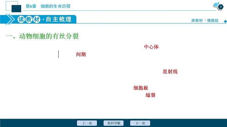 第6章第1节　第2课时　动物细胞的有丝分裂、无丝分裂　观察根尖分生区组织细胞的有丝分裂--（新教材）2021年人教版（2019）高中生物必修1课件第4页