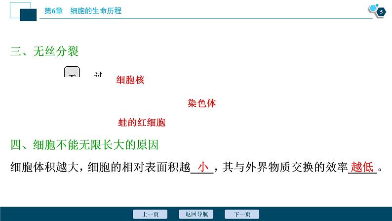 第6章第1节　第2课时　动物细胞的有丝分裂、无丝分裂　观察根尖分生区组织细胞的有丝分裂--（新教材）2021年人教版（2019）高中生物必修1课件第6页