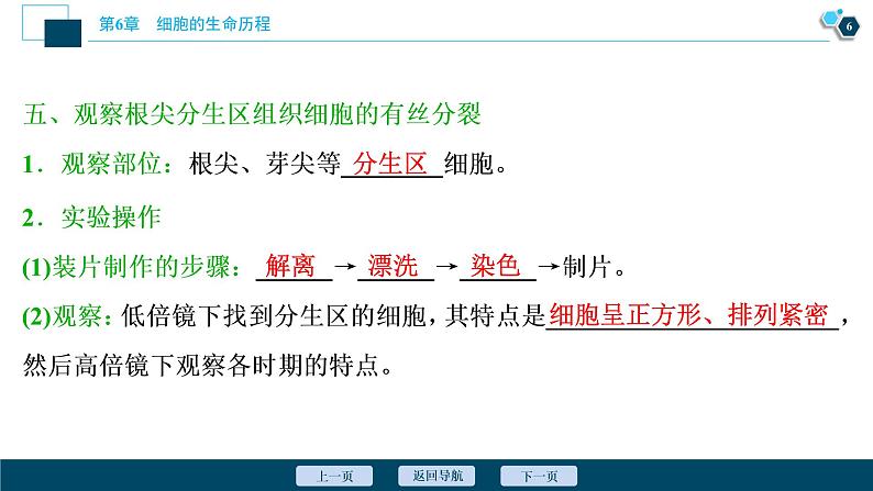 第6章第1节　第2课时　动物细胞的有丝分裂、无丝分裂　观察根尖分生区组织细胞的有丝分裂--（新教材）2021年人教版（2019）高中生物必修1课件第7页