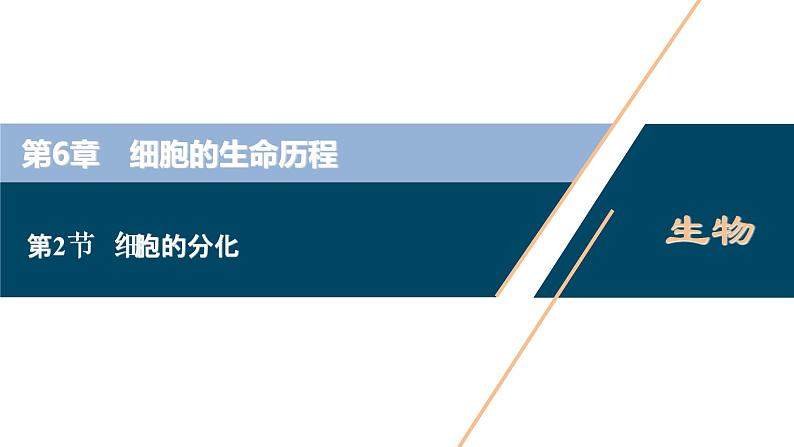 第6章第2节　细胞的分化--（新教材）2021年人教版（2019）高中生物必修1课件01