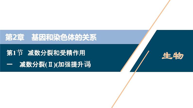 第2章第1节   一　减数分裂(Ⅱ)(加强提升课)--（新教材）2021年人教版（2019）高中生物必修2课件第1页