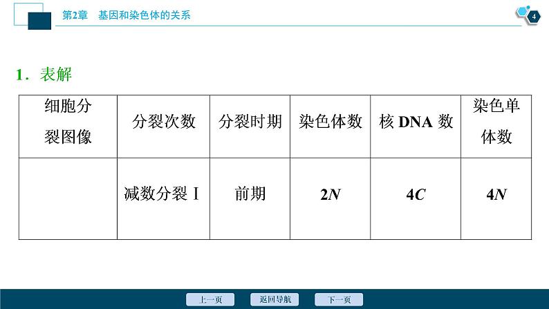 第2章第1节   一　减数分裂(Ⅱ)(加强提升课)--（新教材）2021年人教版（2019）高中生物必修2课件第5页