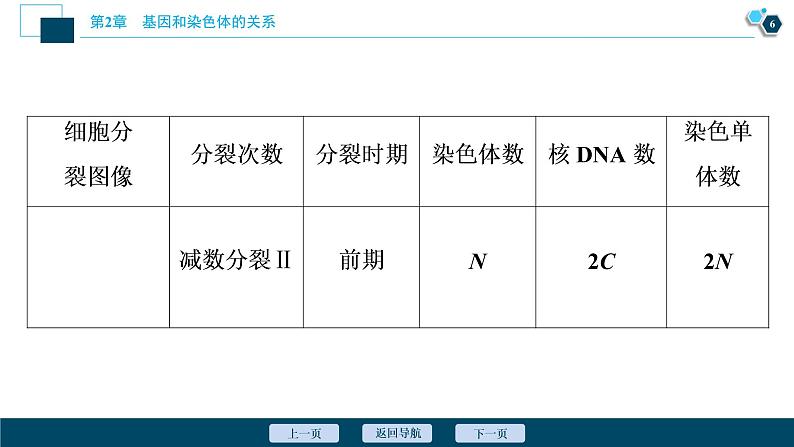 第2章第1节   一　减数分裂(Ⅱ)(加强提升课)--（新教材）2021年人教版（2019）高中生物必修2课件第7页