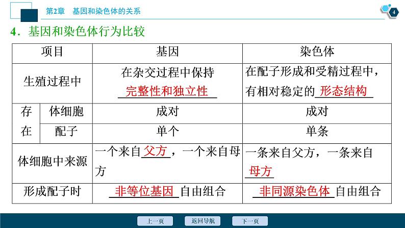 第2章第2节　基因在染色体上--（新教材）2021年人教版（2019）高中生物必修2课件第5页