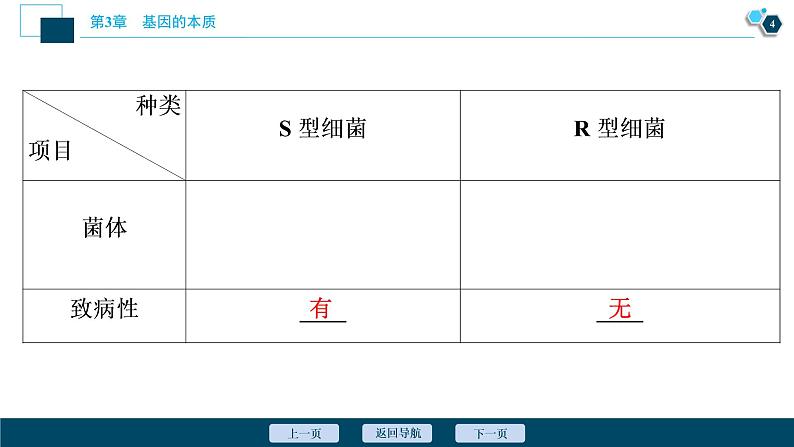 第3章第1节　DNA是主要的遗传物质--（新教材）2021年人教版（2019）高中生物必修2课件05