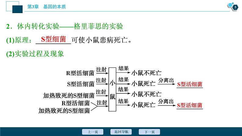 第3章第1节　DNA是主要的遗传物质--（新教材）2021年人教版（2019）高中生物必修2课件06